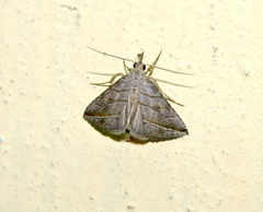 Lepidoptera
