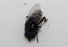 Eumerus niveitibia