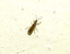 Enicocephalidae