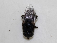 Eumerus niveitibia