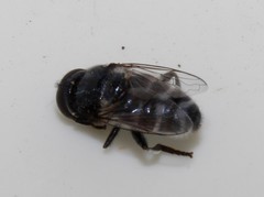 Eumerus niveitibia