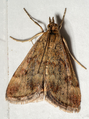Pyrausta despicata