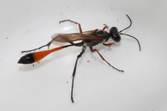 Ammophila heydeni