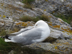 Larus argentatus
