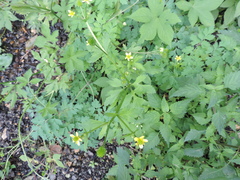 Ranunculus cantoniensis
