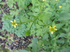 Ranunculus cantoniensis