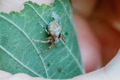 Larinioides ixobolus