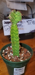 Euphorbia pseudocactus