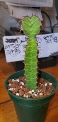 Euphorbia pseudocactus