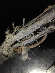 Telescopus dhara dhara