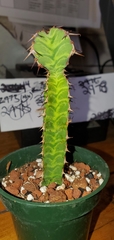 Euphorbia pseudocactus