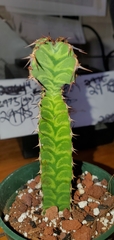 Euphorbia pseudocactus
