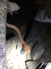 Telescopus dhara dhara