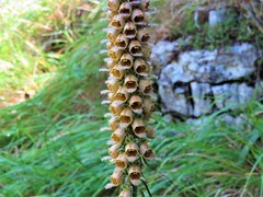 Digitalis ferruginea