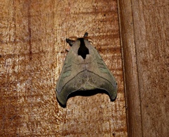 Hylesia scortina