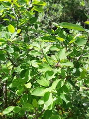 Ilex mucronata image