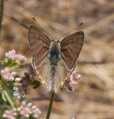 Tharsalea xanthoides