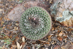 Mammillaria gigantea