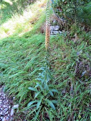 Digitalis ferruginea