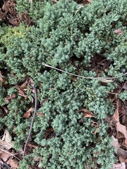 Juniperus procumbens