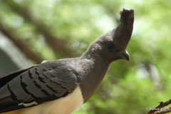 Corythaixoides leucogaster