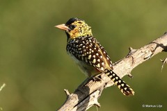 Trachyphonus darnaudii