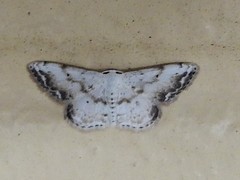 Scopula innocens