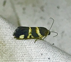 Spragueia funeralis