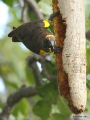 Poicephalus meyeri