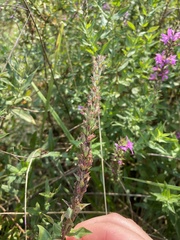 Lythrum salicaria