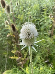 Dipsacus laciniatus