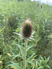 Dipsacus laciniatus
