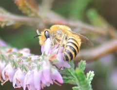 Colletes succinctus