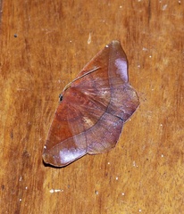 Microgonia perfulvata