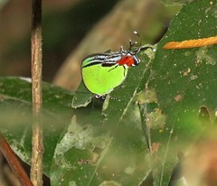 Paiwarria telemus