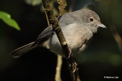 Melaenornis fischeri