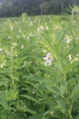 Sesamum indicum