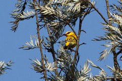 Oriolus auratus