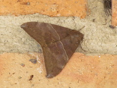 Ophisma