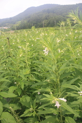 Sesamum indicum