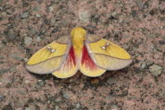 Syssphinx montana