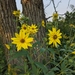 photo of Giant Sunflower (Helianthus giganteus)