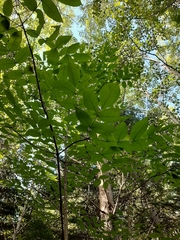 Fraxinus nigra image