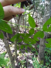 Fraxinus nigra image