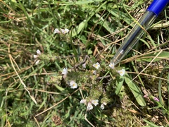 Euphrasia micrantha