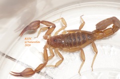 Thorellius intrepidus