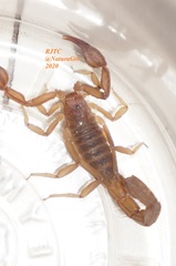 Thorellius intrepidus