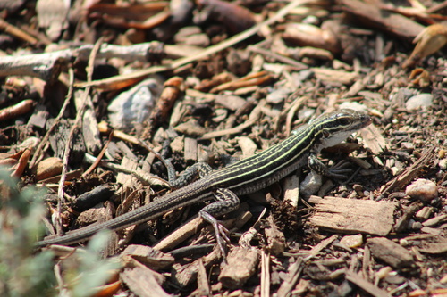 New Mexico Whiptail