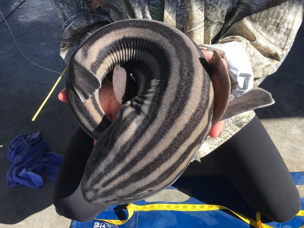 Pyjama shark (Poroderma africanum) — Scyliorhinidae