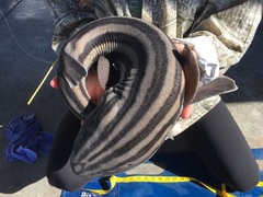 Pyjama Shark
